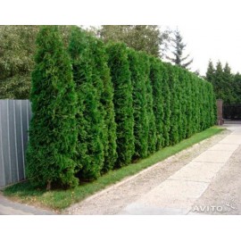 Туя яйцевидная